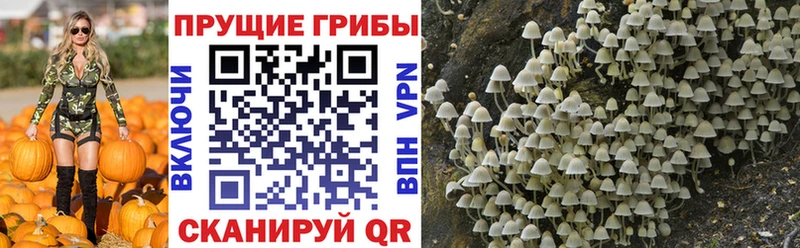 где купить наркотик  Ессентукская  Псилоцибиновые грибы GOLDEN TEACHER 